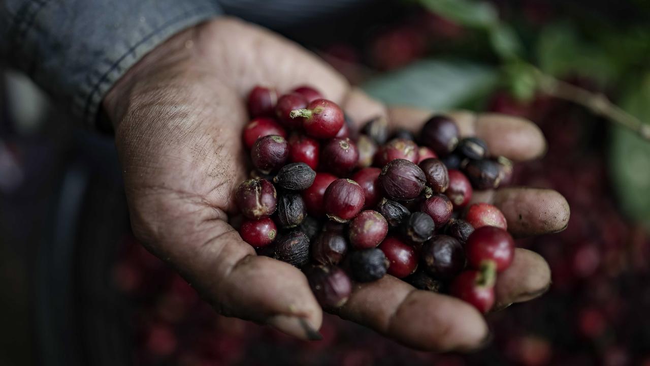 Un homme examine les grains de café ramassés pendant la récolte au Costa Rica, le 18 janvier 2023. [Keystone - EPA/Jeffrey Arguedas]