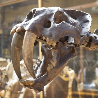 Le squelette d'un tigre à dent de sabre au Musée national d'histoire naturelle de Paris, le 1er juin 2023. [Depositphotos - ognevmihail9]