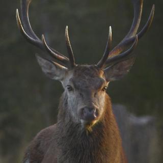 L’abattage de 40 cerfs fait débat dans le canton de Genève. [RTS]