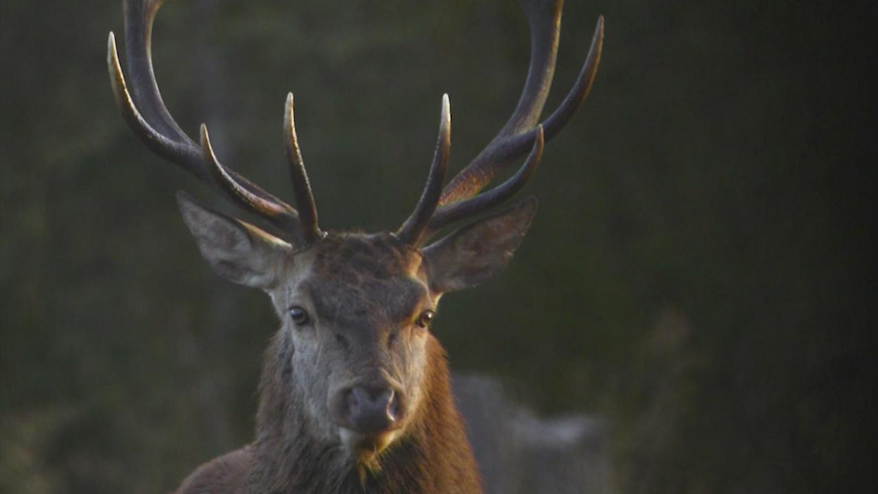 L’abattage de 40 cerfs fait débat dans le canton de Genève. [RTS]