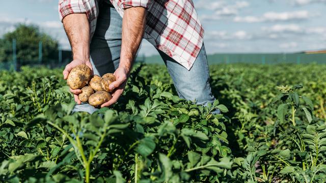 Récolte de pommes de terre. [Depositphotos - SashaKhalabuzar]