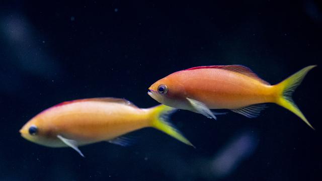 Les Suisses abandonnent de plus en plus leurs poissons de compagnie. [Keystone]