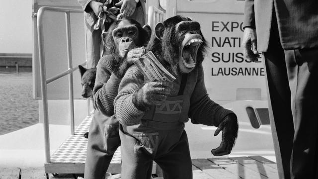 Chimpanzés Knie Expo 64 [Keystone - STR]