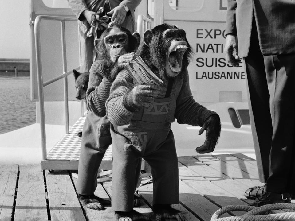 Chimpanzés Knie Expo 64 [Keystone - STR]