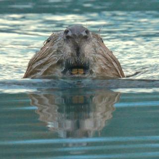 Le castor, la force de la nature . [RTS]