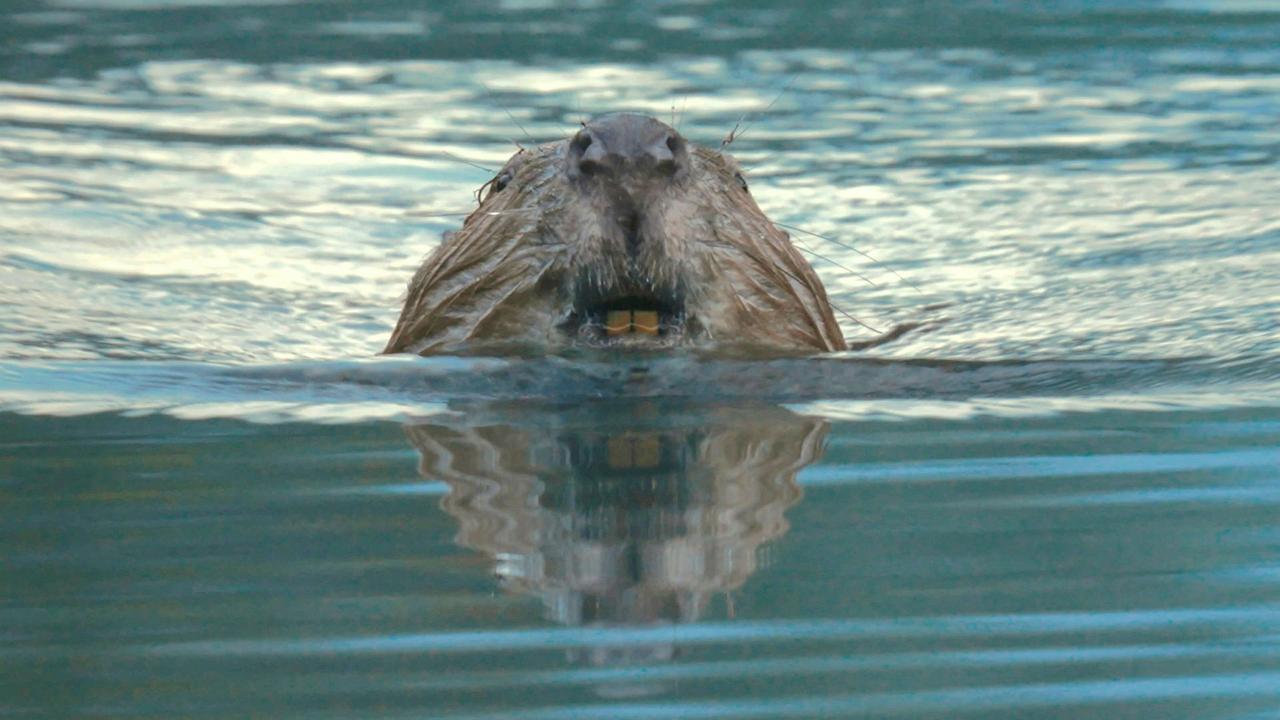 Le castor, la force de la nature . [RTS]