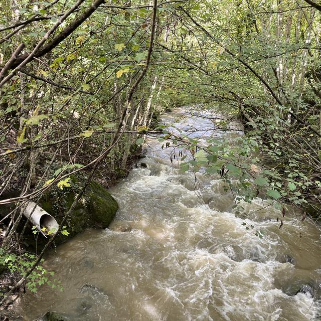 Une image du la rivière du Flon près d'Oron-la-ville. [RTS]