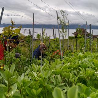 Lavaux, "Domaine les Dreyades" un vignoble cultivé selon les principes de l'agroécologie. [agroecologyworks.ch/fr/journees-de-l-agroecologie/2024 - André Bélard]