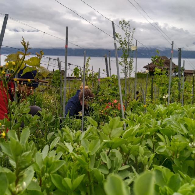 Lavaux, "Domaine les Dreyades" un vignoble cultivé selon les principes de l'agroécologie. [agroecologyworks.ch/fr/journees-de-l-agroecologie/2024 - André Bélard]