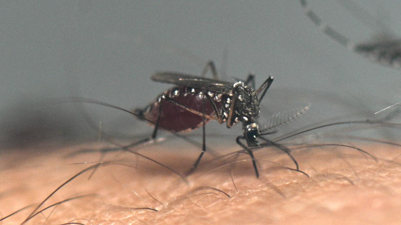 Les cas de dengue et de maladies liées aux moustiques en hausse en Europe. [afp - Luis Robayo]