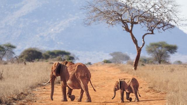 Un jeune éléphanteau suit sa mère dans la réserve naturelle de Ngutuni, dans le comté de Taita Taventa, Kenya, le 29 octobre 2024. [AFP - TONY KARUMBA]