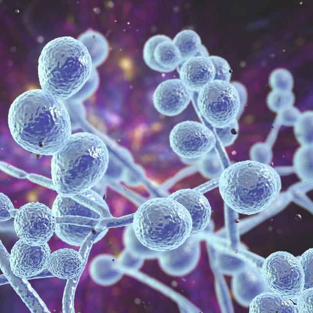 Représentation 3D de Candida albicans. Ce champignon fait naturellement partie de la flore microbienne normale de l’organisme humain. [Depositphotos - katerynakon]