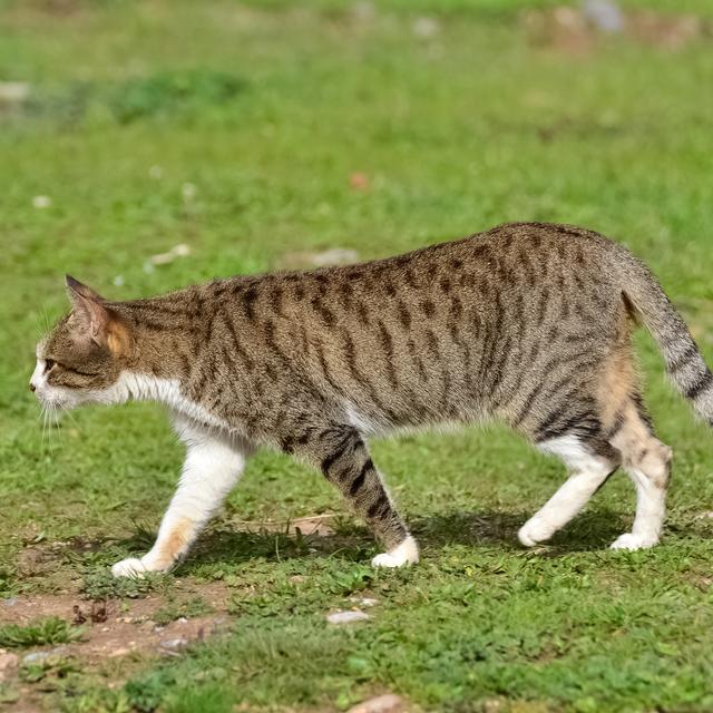 Chat de gouttière. [Depositphotos - © Benburdayimzaten]