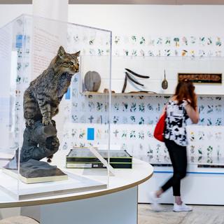 A l'image du Naturéum de Lausanne, les musées de science naturelle ont le vent en poupe. [KEYSTONE - Jean-Christophe Bott]