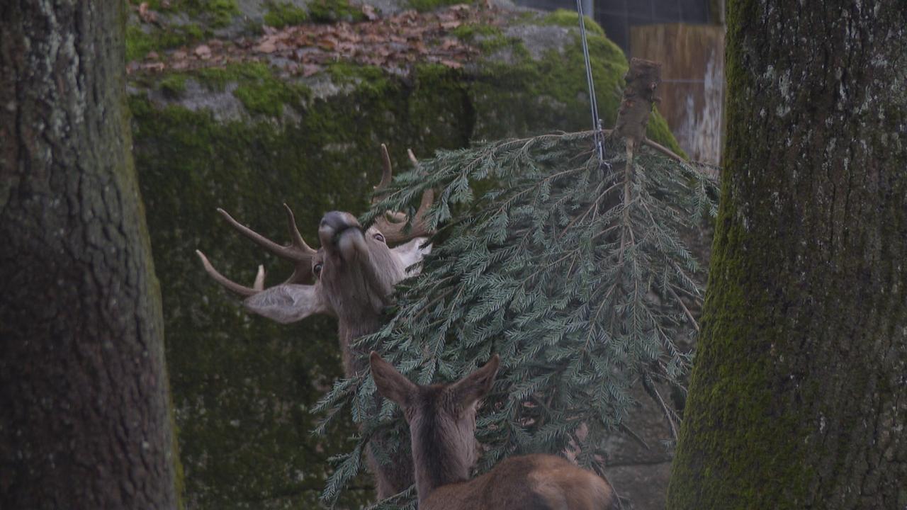 Au Parc zoologique de Bienne, les sapins de Noël, dénudés de leurs guirlandes et autres décorations, servent à nourrir les chèvres et les cerfs. [RTS]