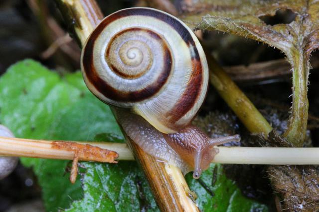 L'escargot des haies se nourrit essentiellement de végétaux morts et fanés ou de restes de petits animaux.