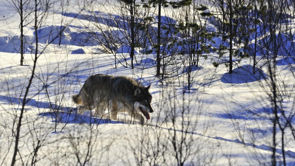 Un loup sur une sente enneigée. [Biosphoto via AFP - Pierre Vernay]