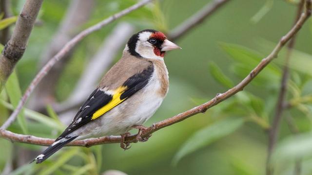 Un chardonneret élégant. [BirdLife Suisse - Michael Gerber]