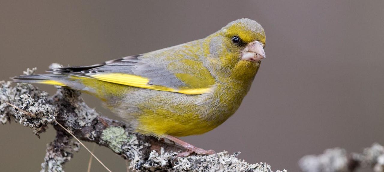 Un verdier d'Europe [BirdLife Suisse - Michael Gerber]