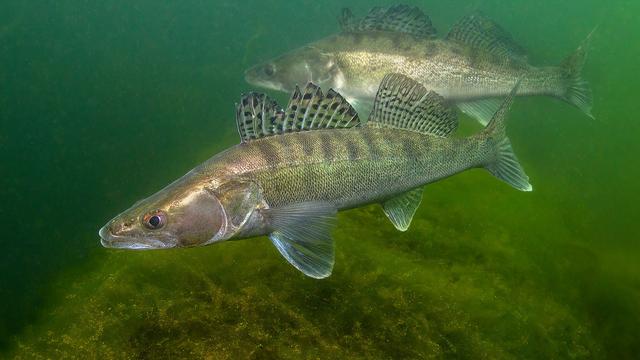 Le sandre a été désigné poisson de l'année 2025. [FaltBlatt SFV]