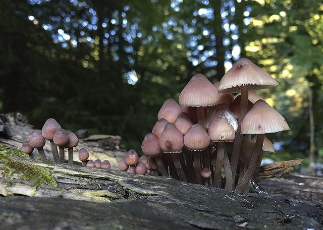 Des champignons Mycena haematopus à Rotrist (AG). [Baggenstos/Rudolf]