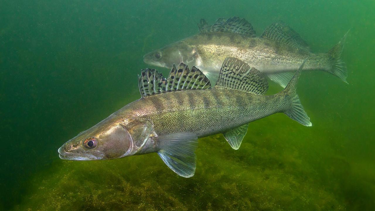 Le sandre a été désigné poisson de l'année 2025. [FaltBlatt SFV]