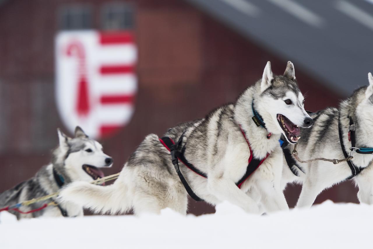 Des chiens de traîneau en action lors des courses de 2017 à Saignelégier (JU). [KEYSTONE - JEAN-CHRISTOPHE BOTT]