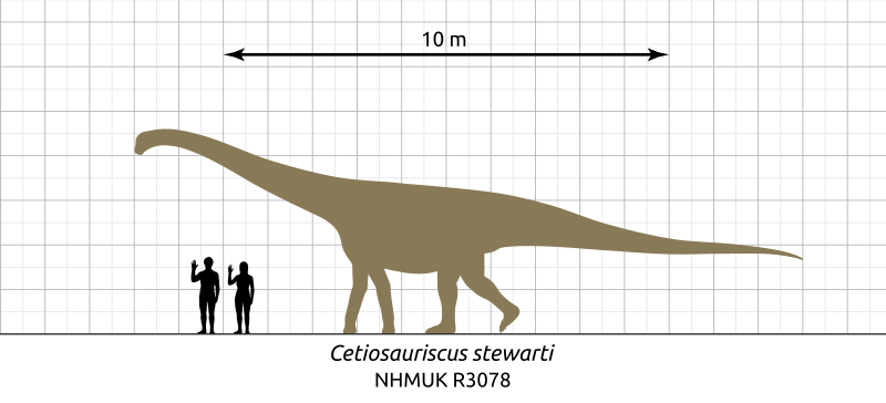 Les traces appartenaient certainement à des Cetiosaurus. [Wikimedia Commons - Steveoc 86]