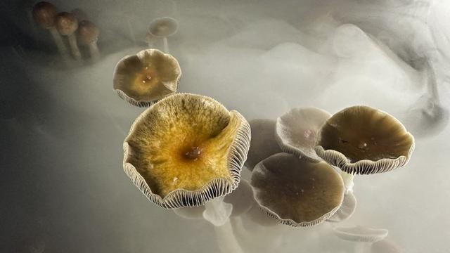 La psilocybine, composé des champignons hallucinogènes, réduit efficacement l'anxiété et la dépression. [AFP - John Moore, Getty Images North America]