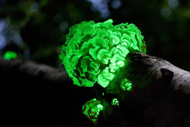 Le Panellus stipticus, l'une des 125 espèces connues de champignons bioluminescents, peut être trouvé en Asie, Australie, Europe et Amérique du Nord. [Wikimedia/public domain - Benjamin Derge]