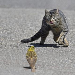 Un chat chassant un oiseau. [AFP - Michel Rauch / Biosphoto]