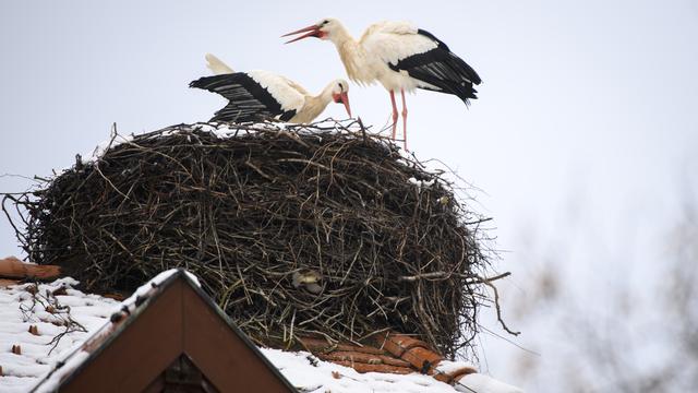 Des cigognes sur un toit à Avenches (VD). [Keystone - Laurent Gilliéron]