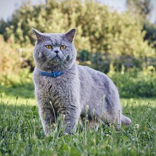 Un chat avec un collier antipuce. [Depositphotos - © Astrophytum]