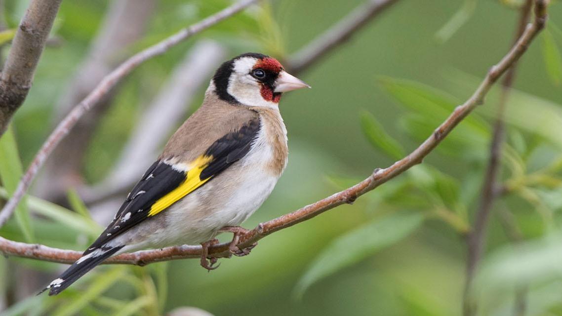 Un chardonneret élégant. [BirdLife Suisse - Michael Gerber]