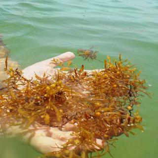 Une ingénieure de la Barbade transforme les sargasses en bio-carburant. [© RUM & SARGASSUM]