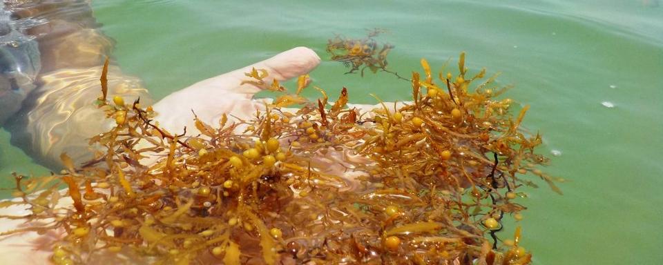 Une ingénieure de la Barbade transforme les sargasses en bio-carburant. [© RUM & SARGASSUM]