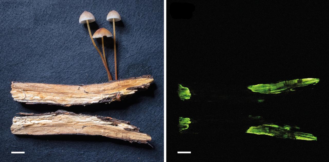 La bioluminescence du mycélium du champignon Mycena crocata rend le bois lumineux. [WSL/Mycoscience - Baggenstos & Rudolf]