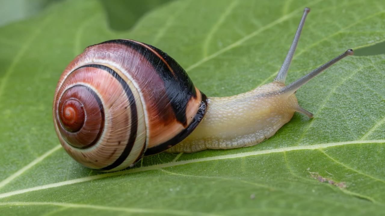 Cepaea nemoralis de son nom scientifique, dit aussi l'escargot des haies, est nommé animal de l'année 2025 par Pro Natura. [AFP]