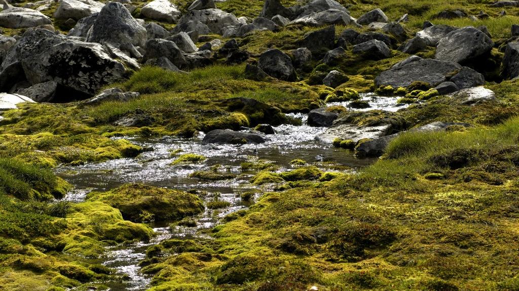 Surprenante diversité microbienne dans les ruisseaux glaciaires, selon une étude. [AFP - PHILIPPE ROY / Aurimages]