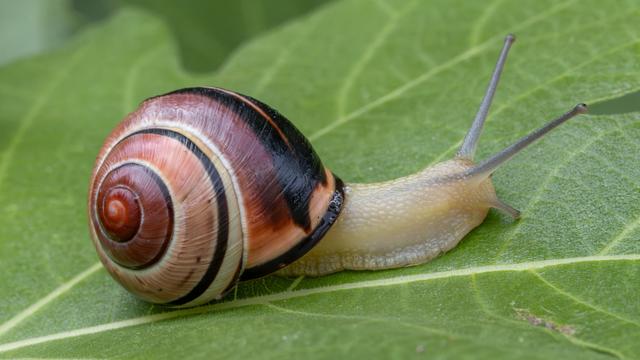 Cepaea nemoralis de son nom scientifique, dit aussi l'escargot des haies, est nommé animal de l'année 2025 par Pro Natura. [Biosphoto via AFP - MARIE AYMEREZ]