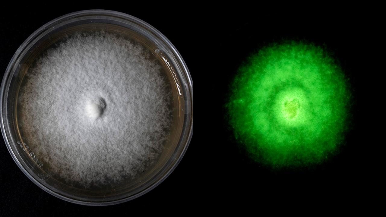 Culture pure de mycélium de Mycena crocata (de jour à gauche); celui-ci émet de la lumière verte dans le noir (à droite). [WSL/Mycoscience - Baggenstos & Rudolf]