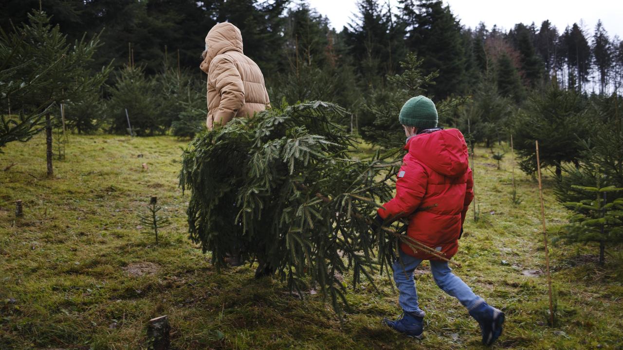 La ville de Gand invite ses habitants à manger leurs sapins de Noël. [KEYSTONE - CHRISTIAN BEUTLER]