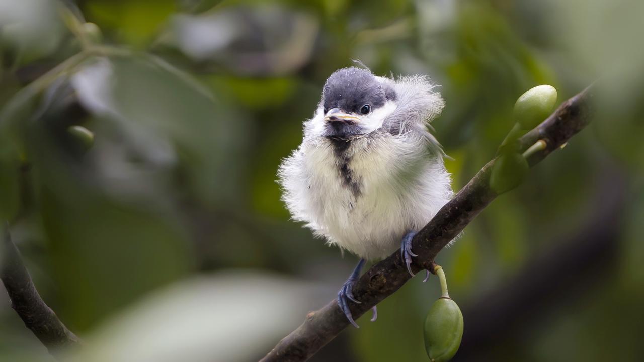 Une mésange charbonnière sur un arbre. [Keystone - Michael Buholzer]