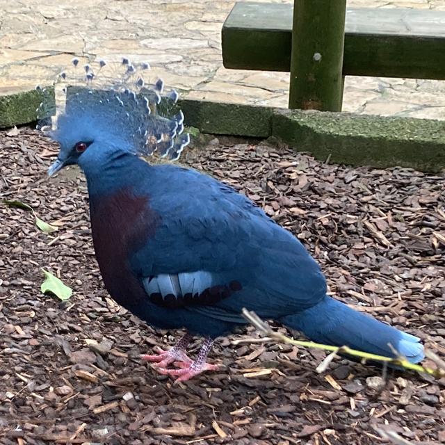 Au Zoo de Servion, plusieurs variétés d’oiseaux tropicaux passent un hiver serein. [RTS - Samuel Soquet]