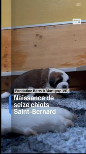 Seize chiots Saint-Bernard sont nés pendant les fêtes à la fondation Barry.