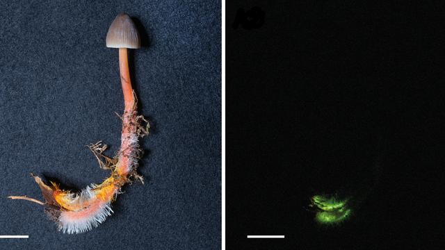 Mycena crocata à la lumière (à gauche) et dans l'obscurité (à droite). [WSL/Mycoscience - Baggenstos & Rudolf]