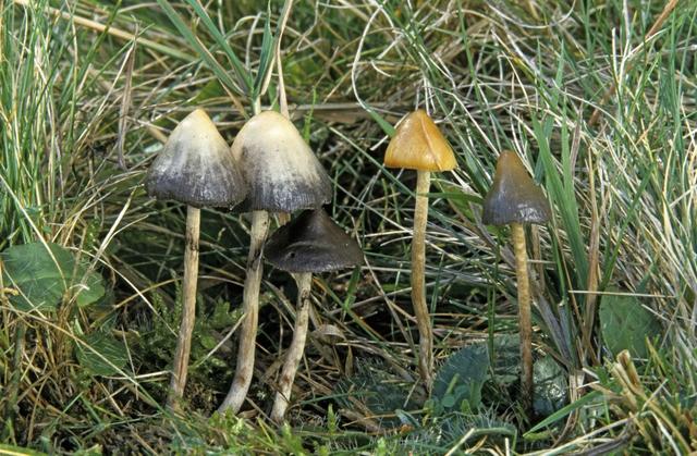 Des psilocybes dans la nature. La psilocybine utilisée en milieu médical est d'ordinaire synthétisée chimiquement. [Biosphoto via AFP - YVES LANCEAU]