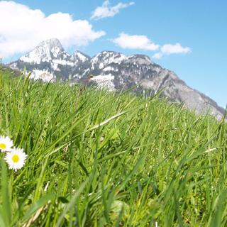 La biodiversité alpine est-elle menacée? [celeste clochard - fotolia]