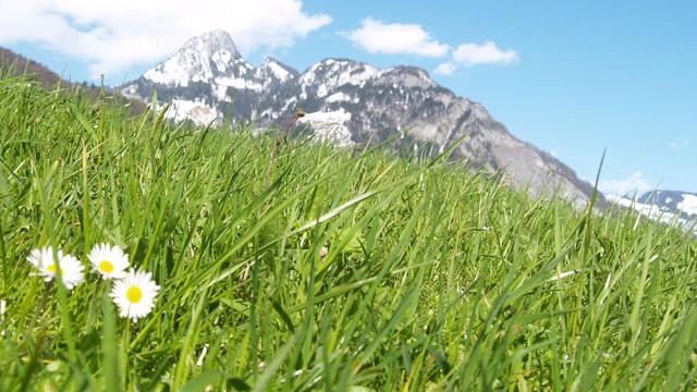 La biodiversité alpine est-elle menacée? [celeste clochard - fotolia]