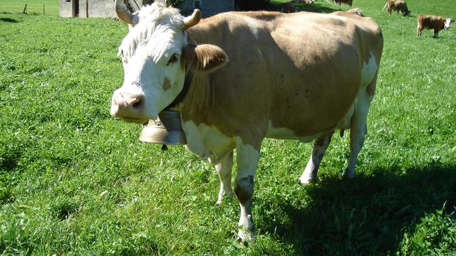 Vache Simmental. Troupeau Michael Amey. Série Musique en Mémoire "Sonner les cloches" du 15 au 19 novembre 2010 et Journée spéciale Espace 2 sur les animaux. [Christian Ciocca]